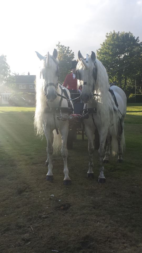 Unicorns and Christmas Sleigh.jpg